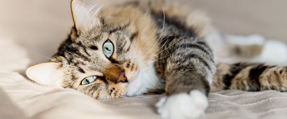 Biscuit names top for cats